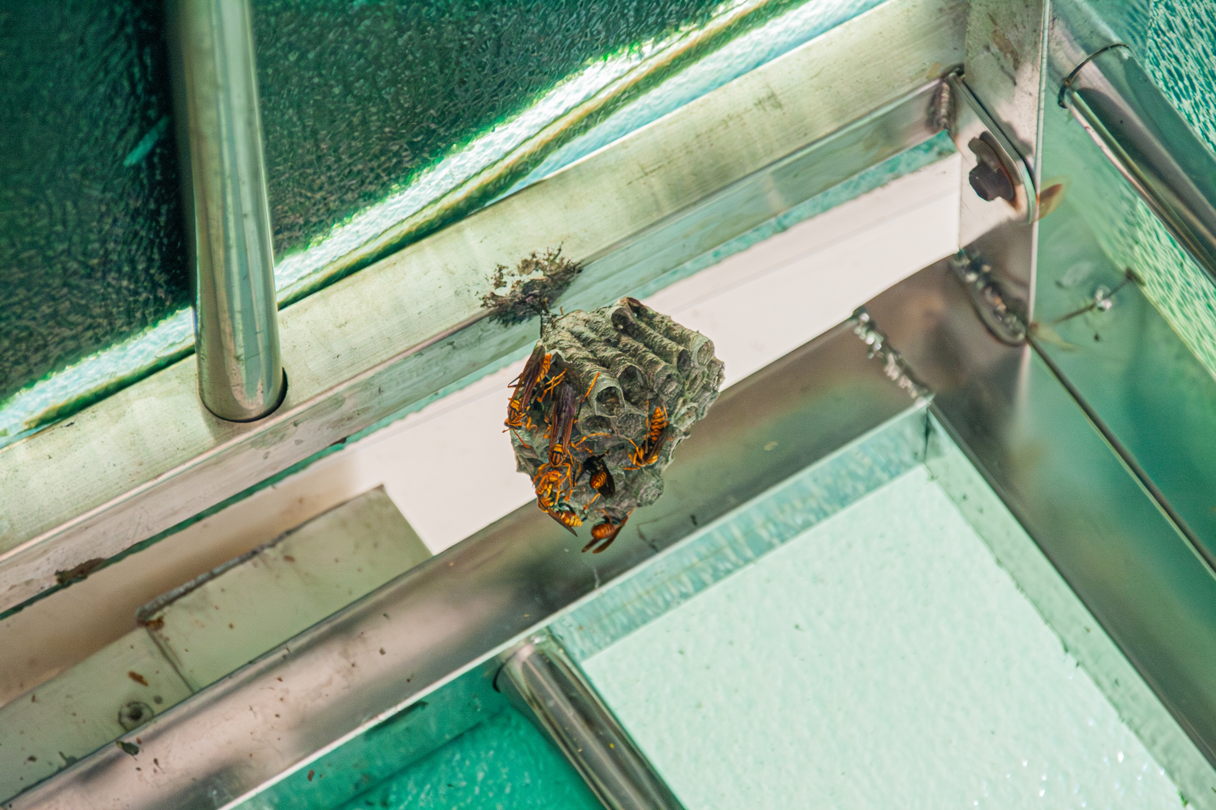 城市生物觀察:蜂築巢🐝